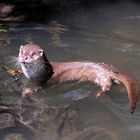 Otter