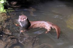 Otter