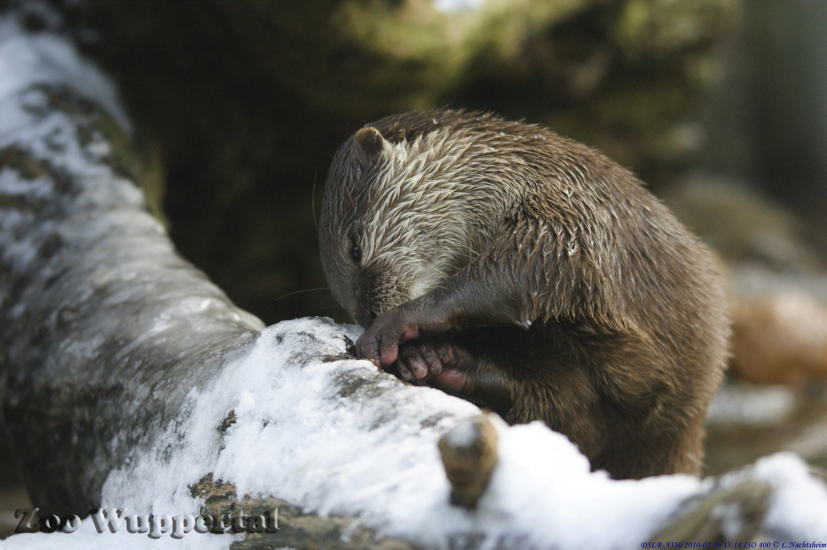 Otter bei der Arbeit