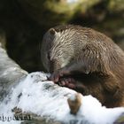 Otter bei der Arbeit