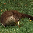 Otter beim Abendessen