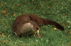 Otter beim Abendessen