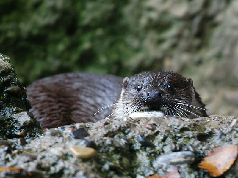 Otter beim Fischfang