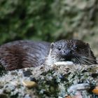 Otter beim Fischfang