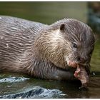 Otter beim Fressen