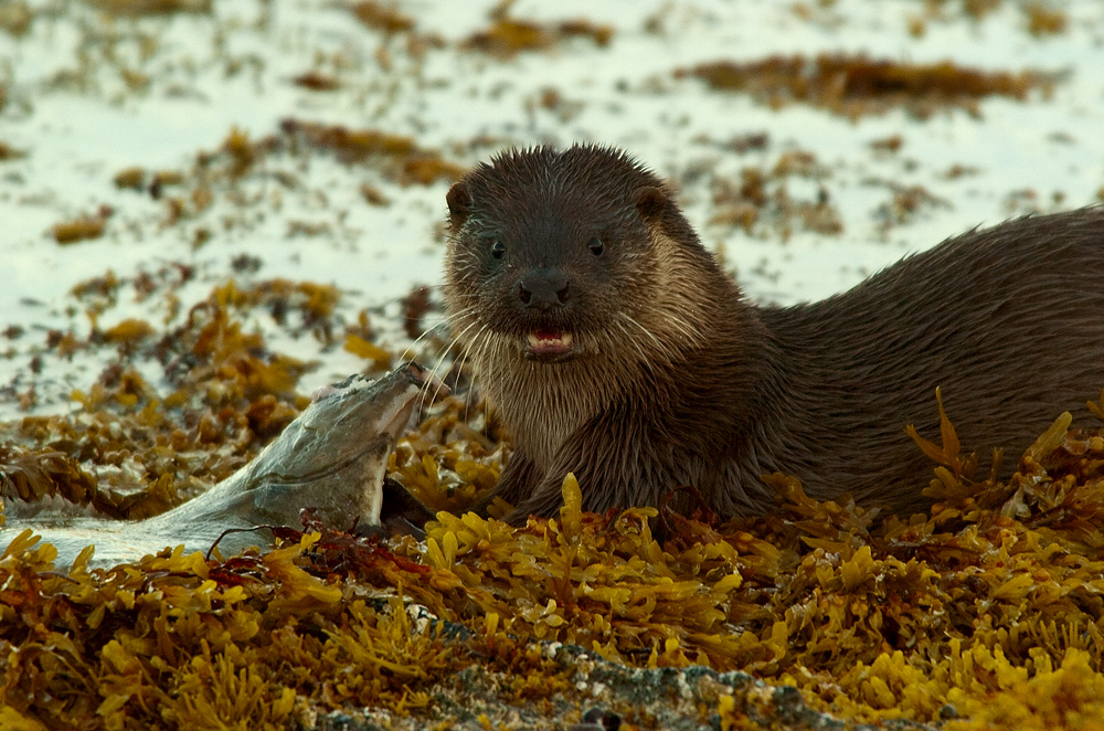 Otter beim Frühstücken