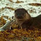 Otter beim Frühstücken