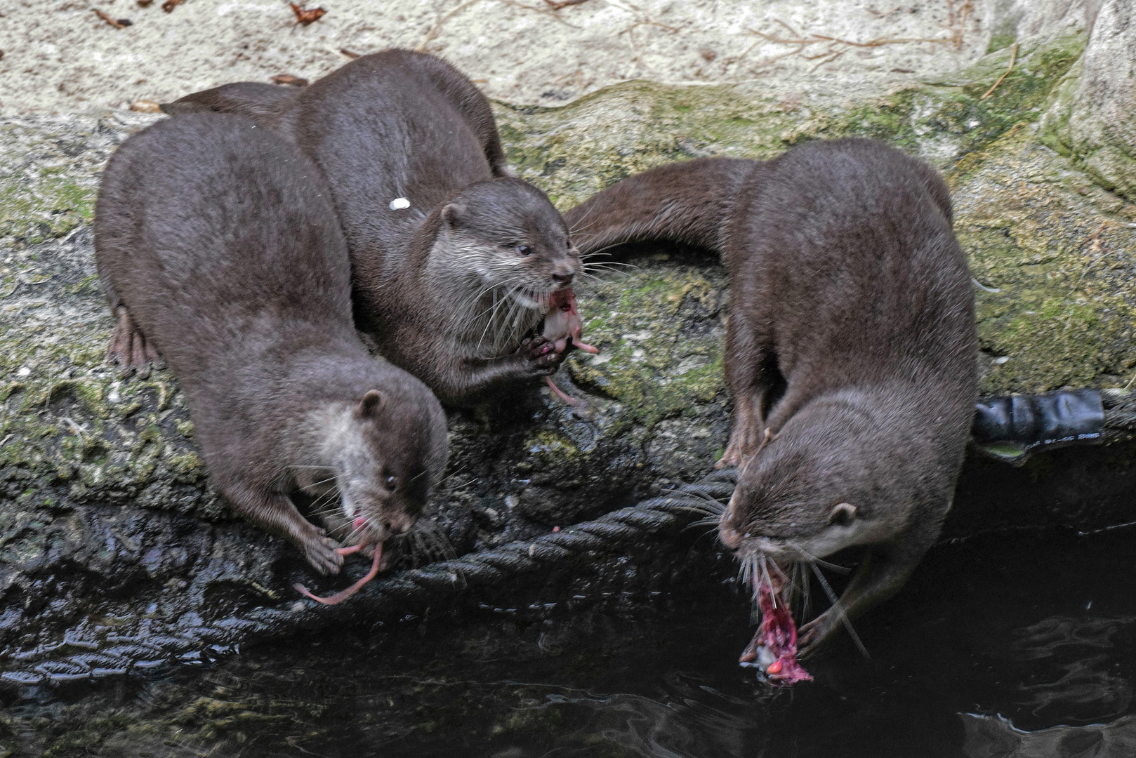 Otter beim Mäuseessen