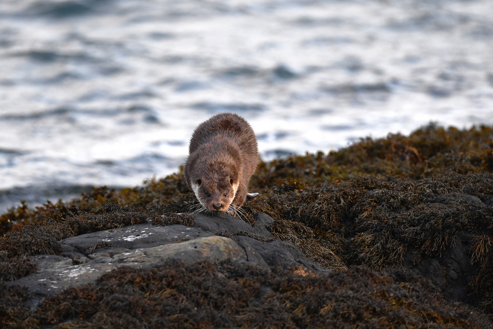 Otter beim prüfen und markieren seines Reviers