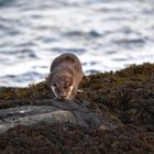 Otter beim prüfen und markieren seines Reviers