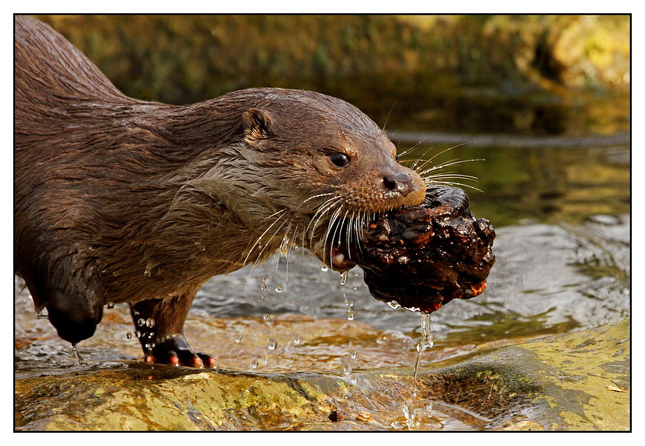 Otter beim Spielen