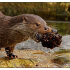 Otter beim Spielen