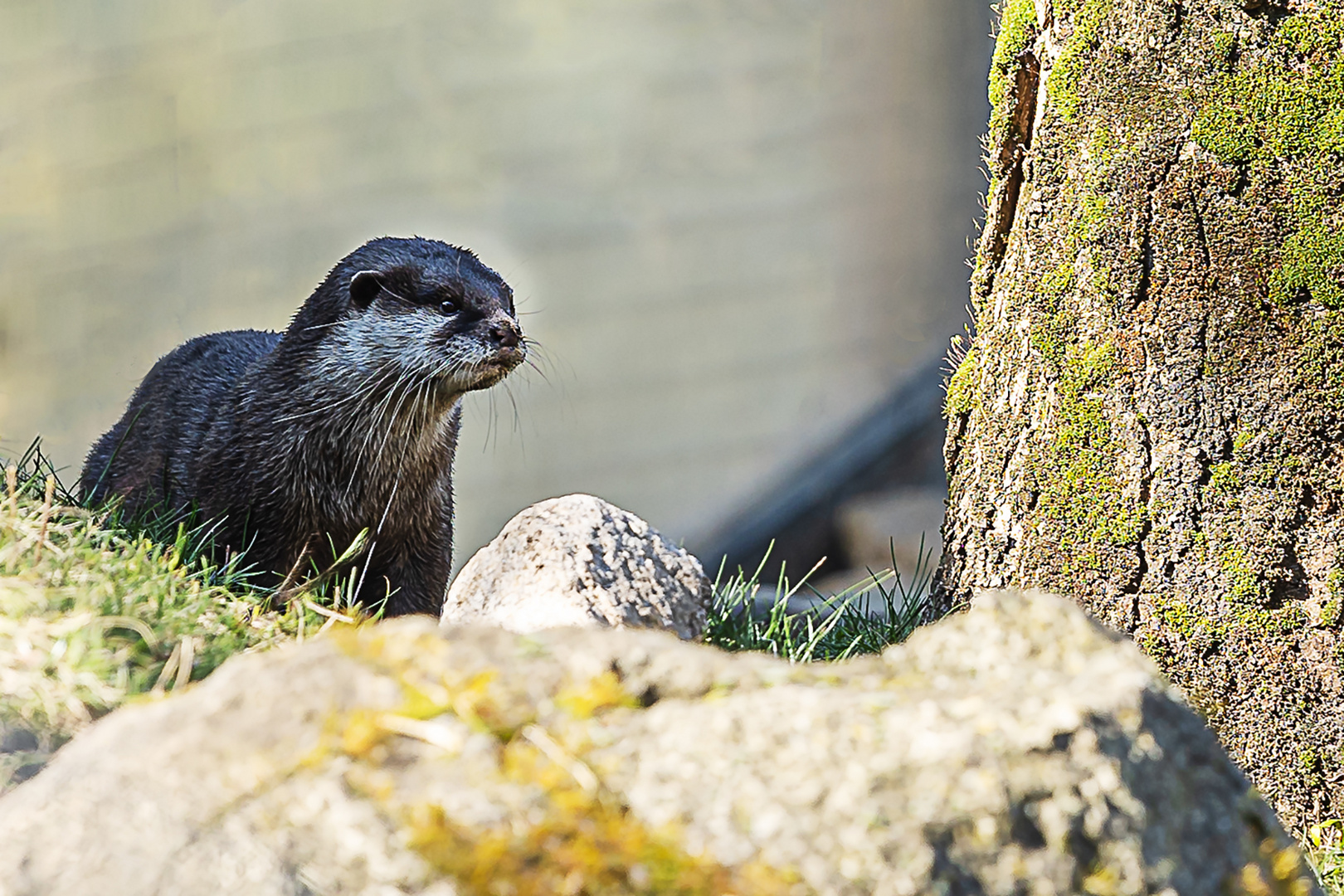 Otter / C