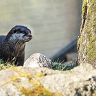 Otter / C