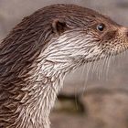 Otter