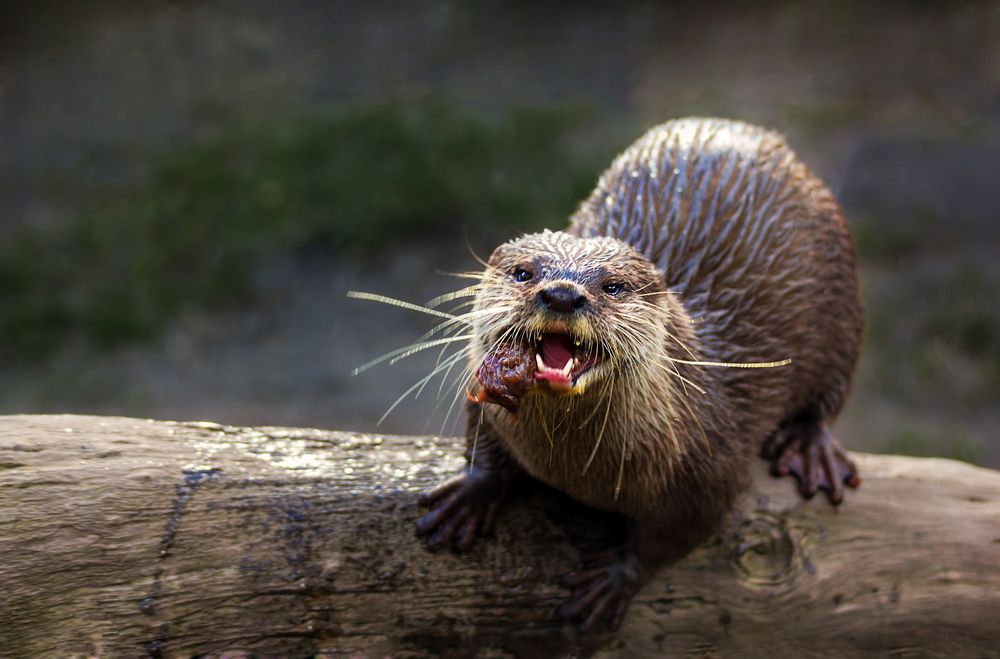 Otter