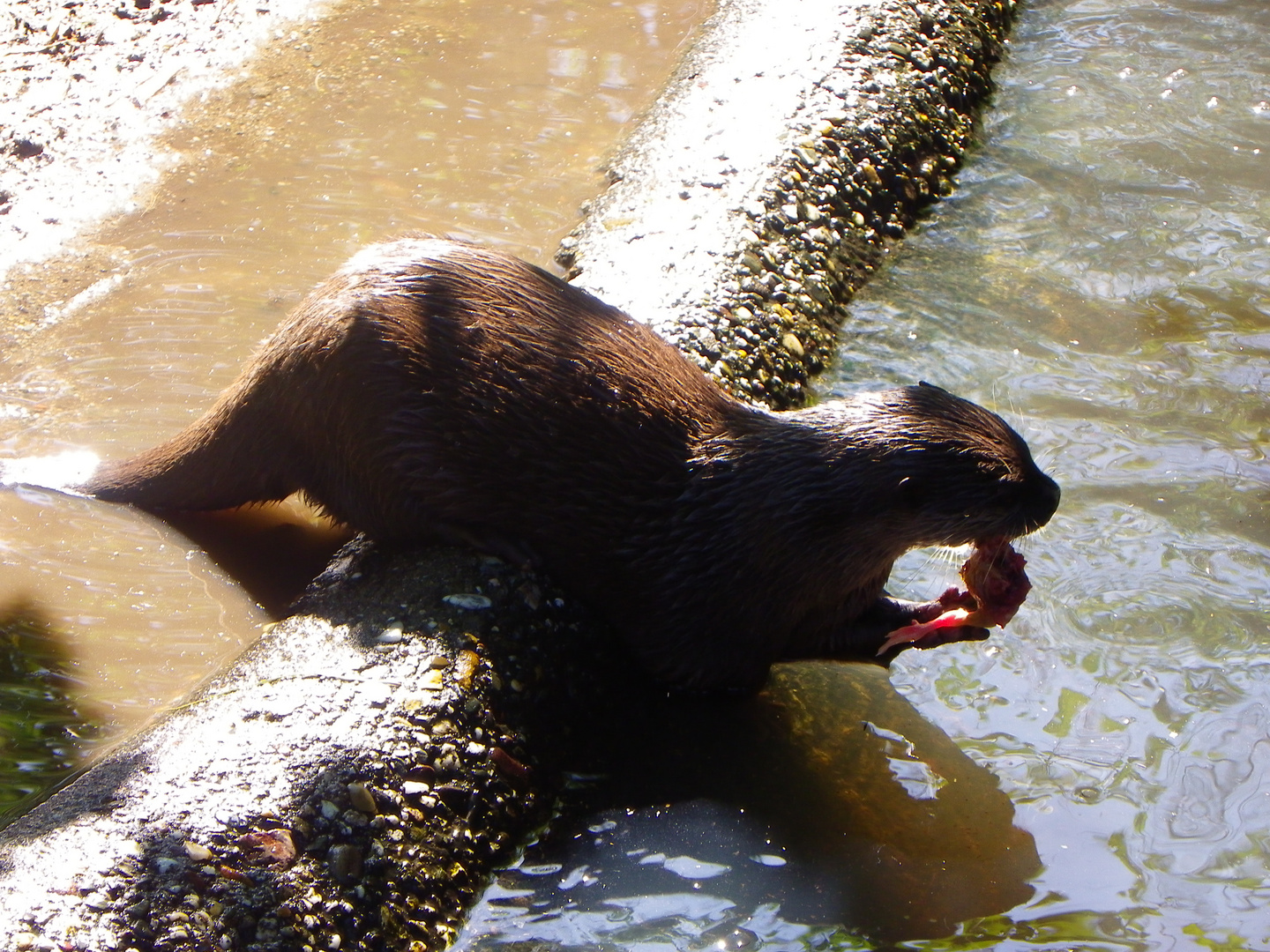 Otter