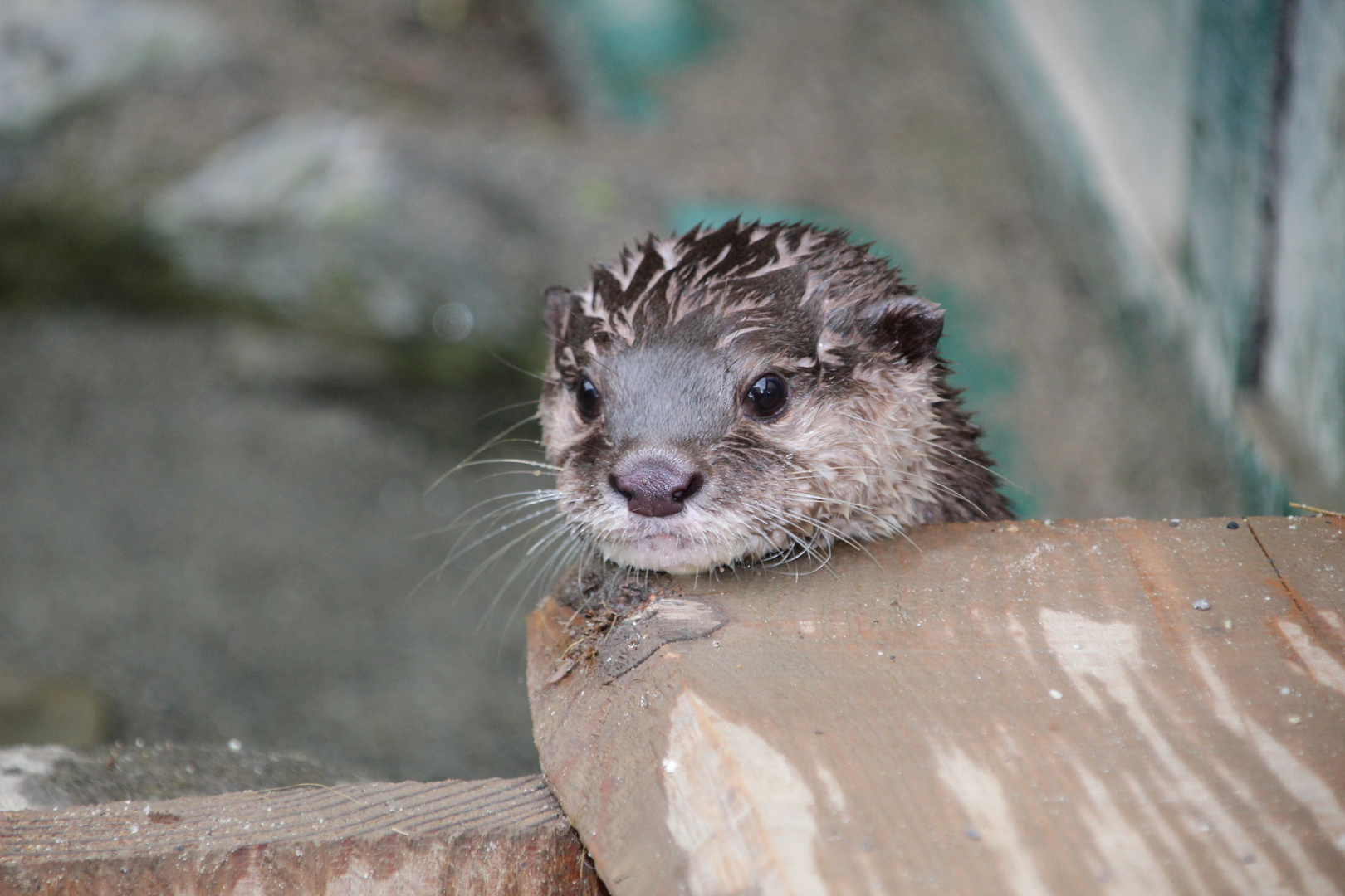 Otter