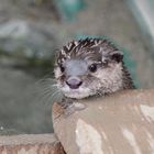 Otter