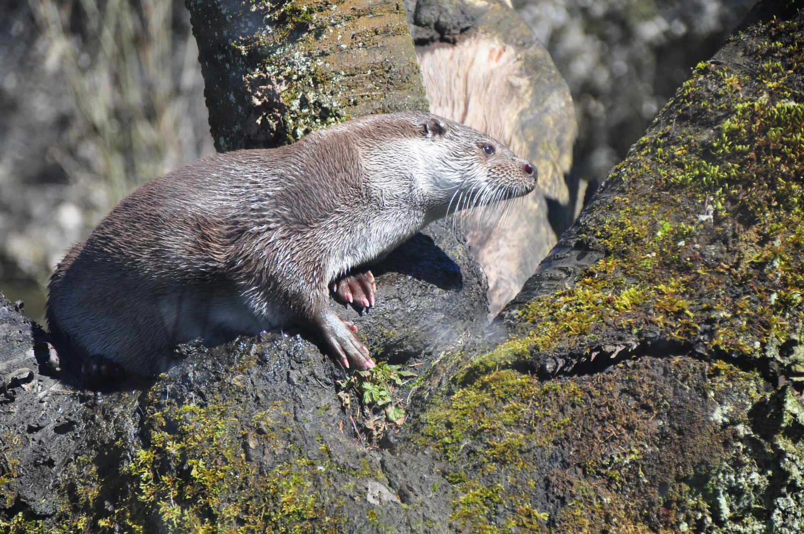 Otter