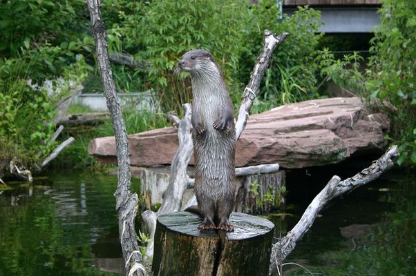 Otter
