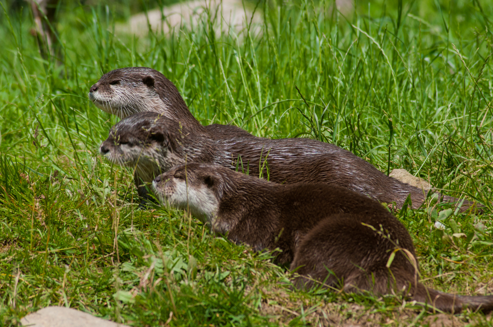 Otter