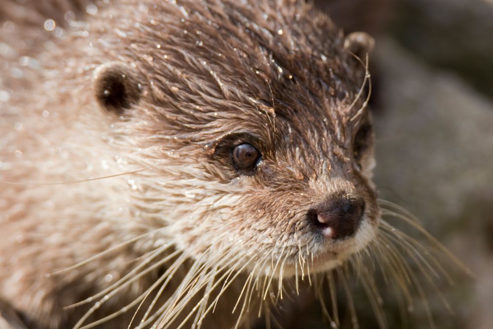 Otter Closeup Foto & Bild tiere, zoo, wildpark & falknerei