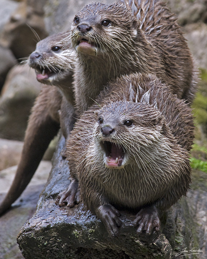 Otter