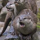 Otter