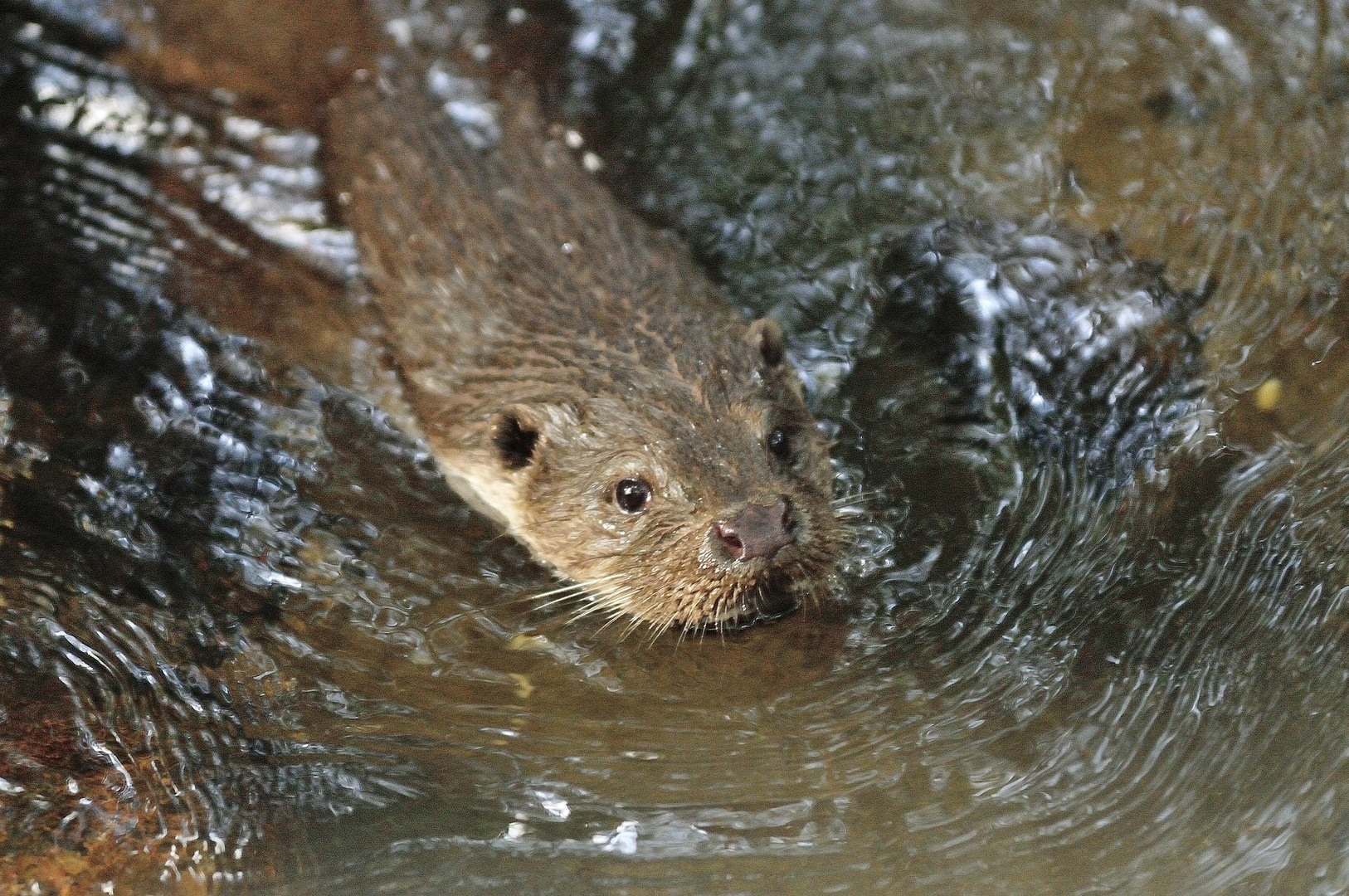 Otter