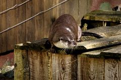 Otter