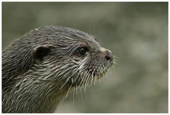 Otter