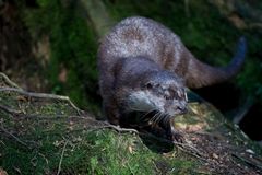 Otter die Dritte!