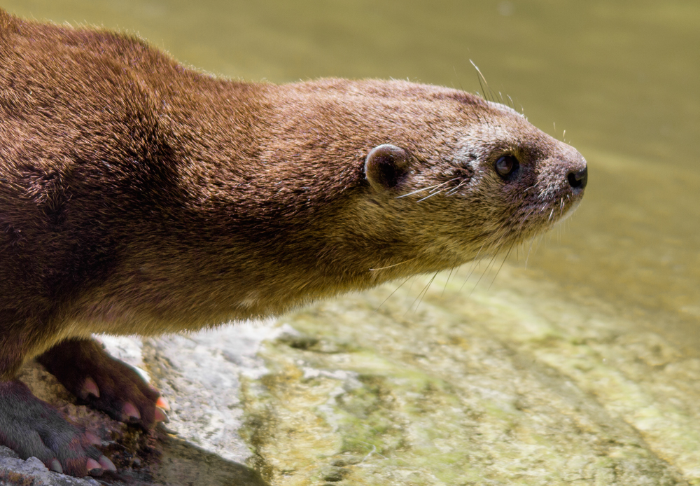 Otter