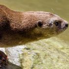 Otter