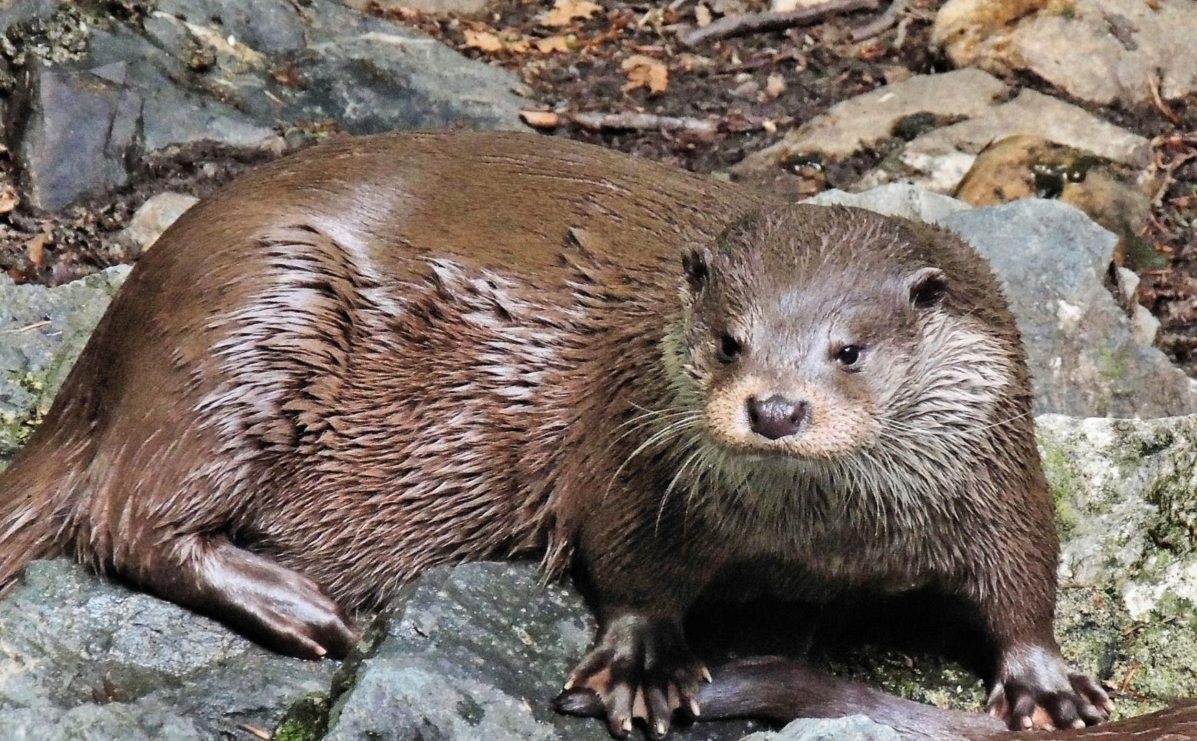 Otter