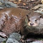 Otter