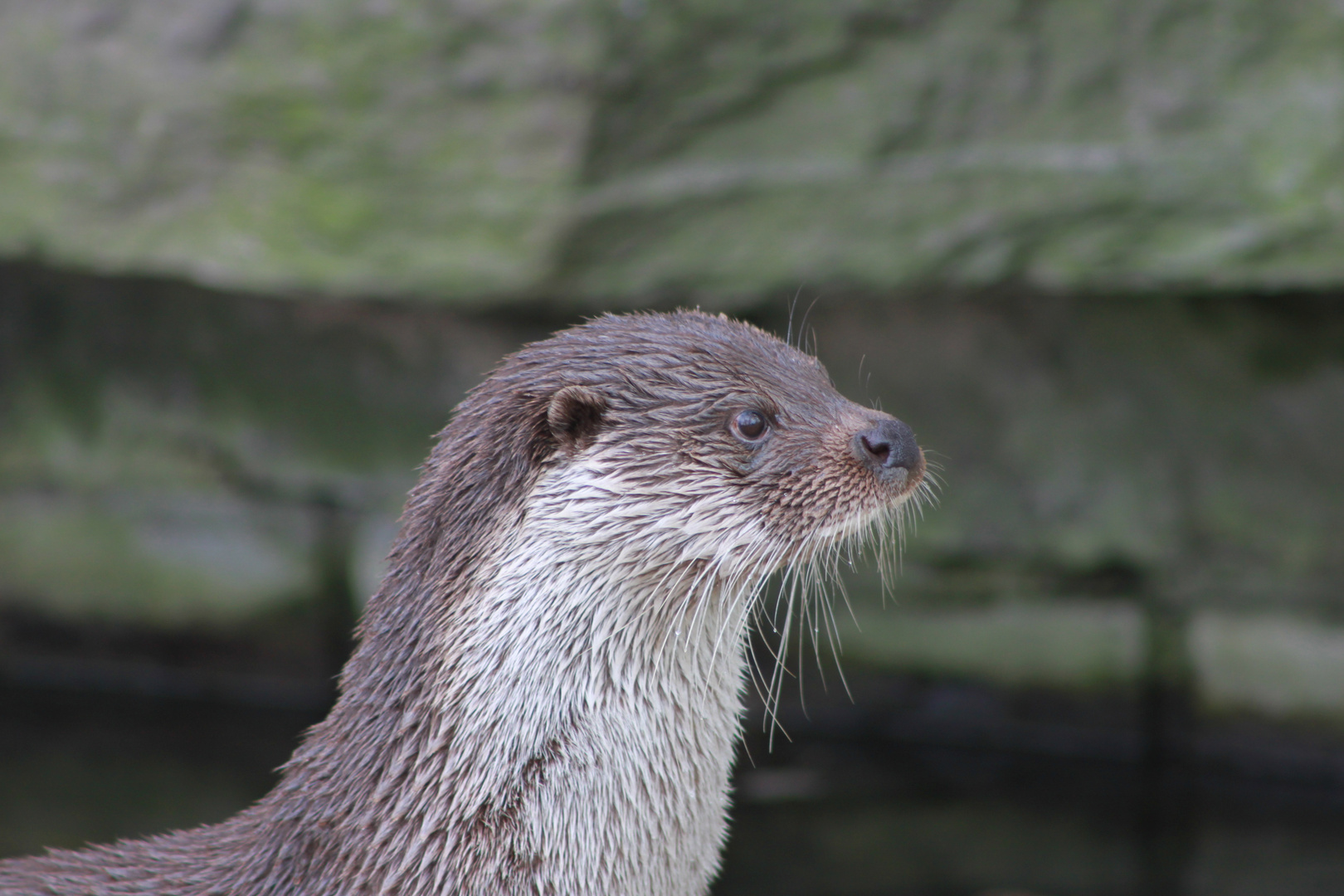 Otter Foto & Bild tiere, natur Bilder auf
