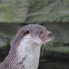 Otter