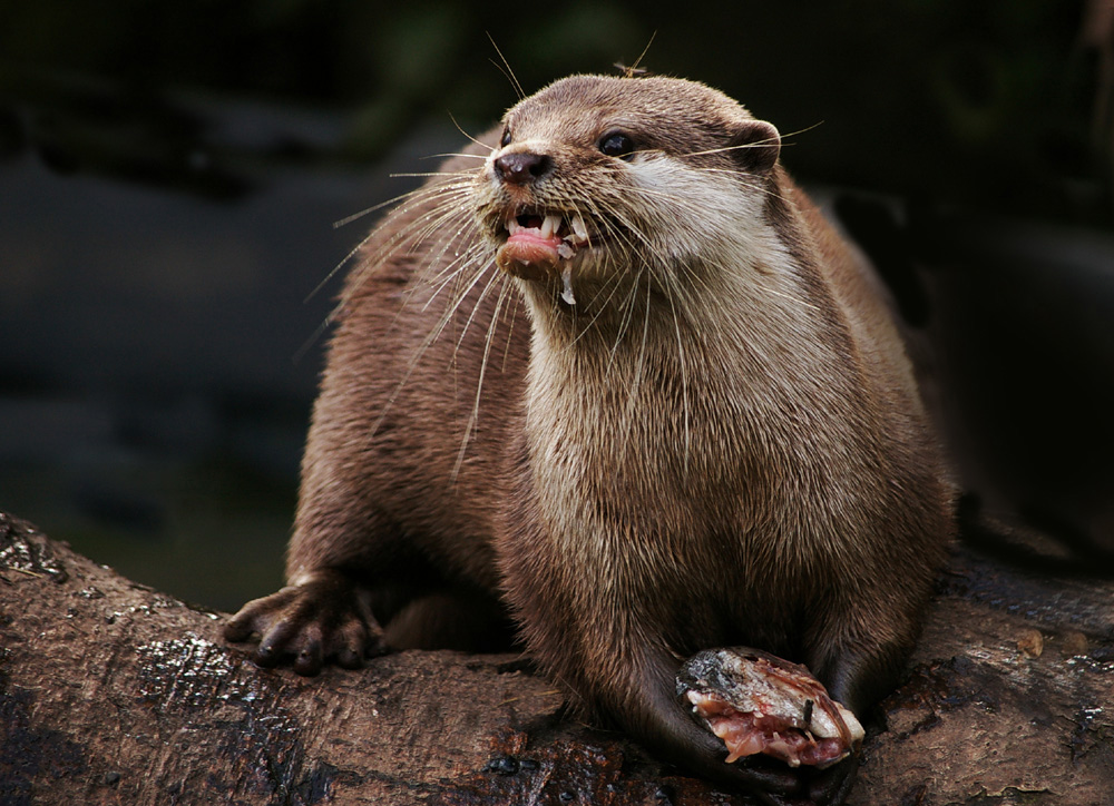 Otter Eating