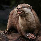 Otter Eating