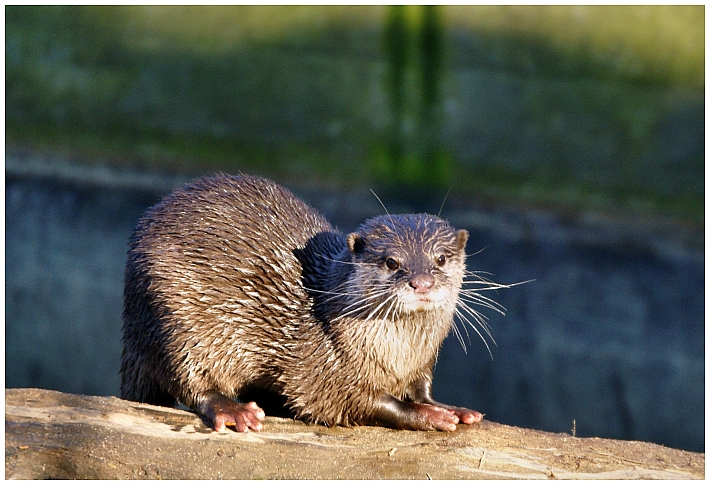 Otter