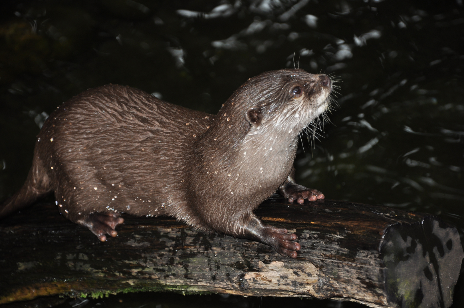 Otter