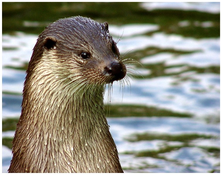 Otter