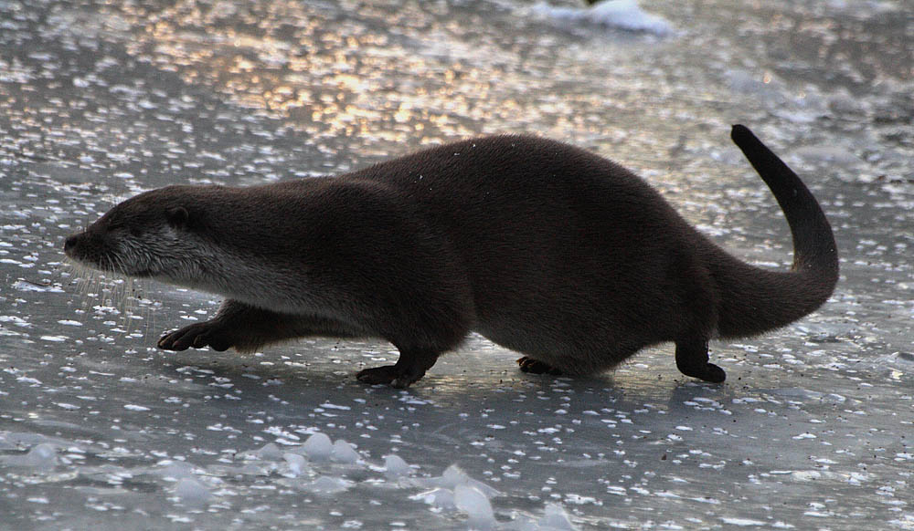 ...Otter-Eis-Lauf...