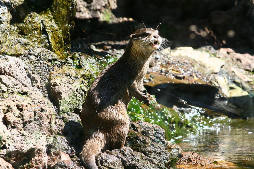 Otter