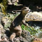 Otter