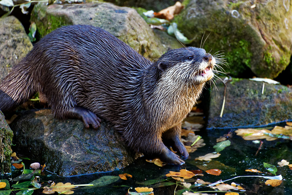 OTTER