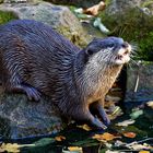 OTTER