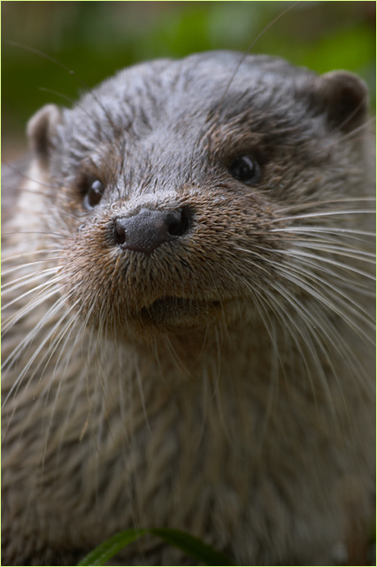 Otter